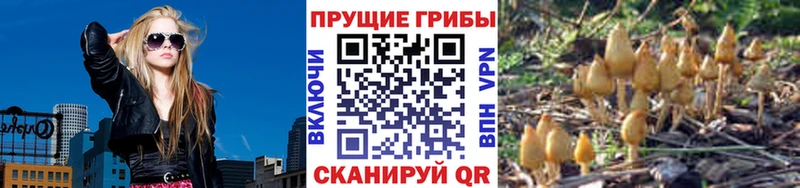 как найти   Пустошка  Псилоцибиновые грибы мицелий 